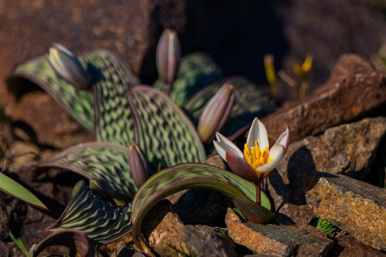 Tulipa regelii, Тюльпан, Тюльпан Регеля, Ольга Кулакова