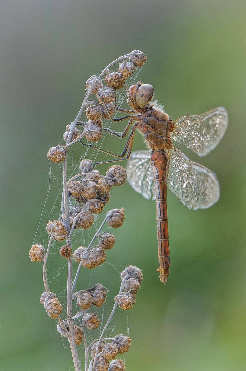 , Кузнецов Дмитрий