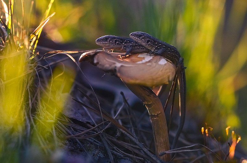 Мы на солнышке лежим... фото превью