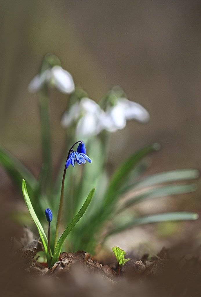 Цветы,подснежник,голубой,холодно,весна,пасмурно,лес,мох,свет,листья,зеленые,коричневые,ранняя,весенний,красивые, Виктор