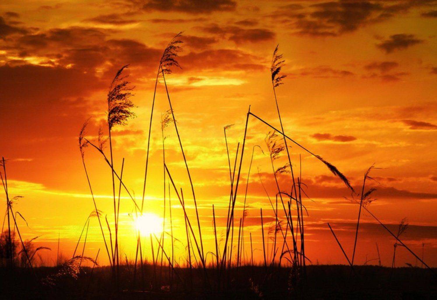 Вечер, Закат, Небо, Облака, Травинки, ALLA SOKOLOVA