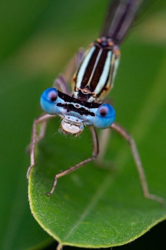 Platycnemis pennipes фото превью
