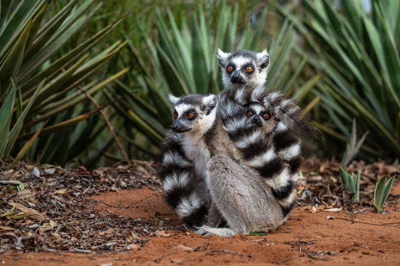Мадагаскар  фото превью