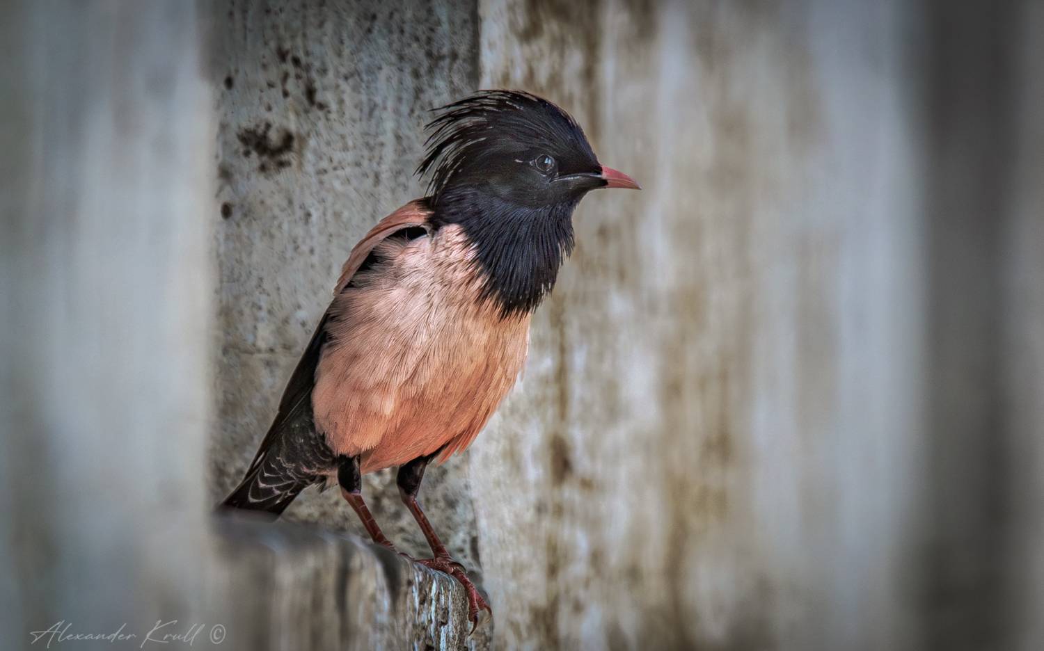 скворец, розовый скворец, pastor roseus, Круль Александр