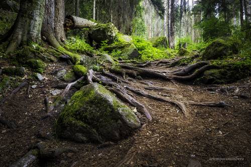Леса Тебердинского заповедника