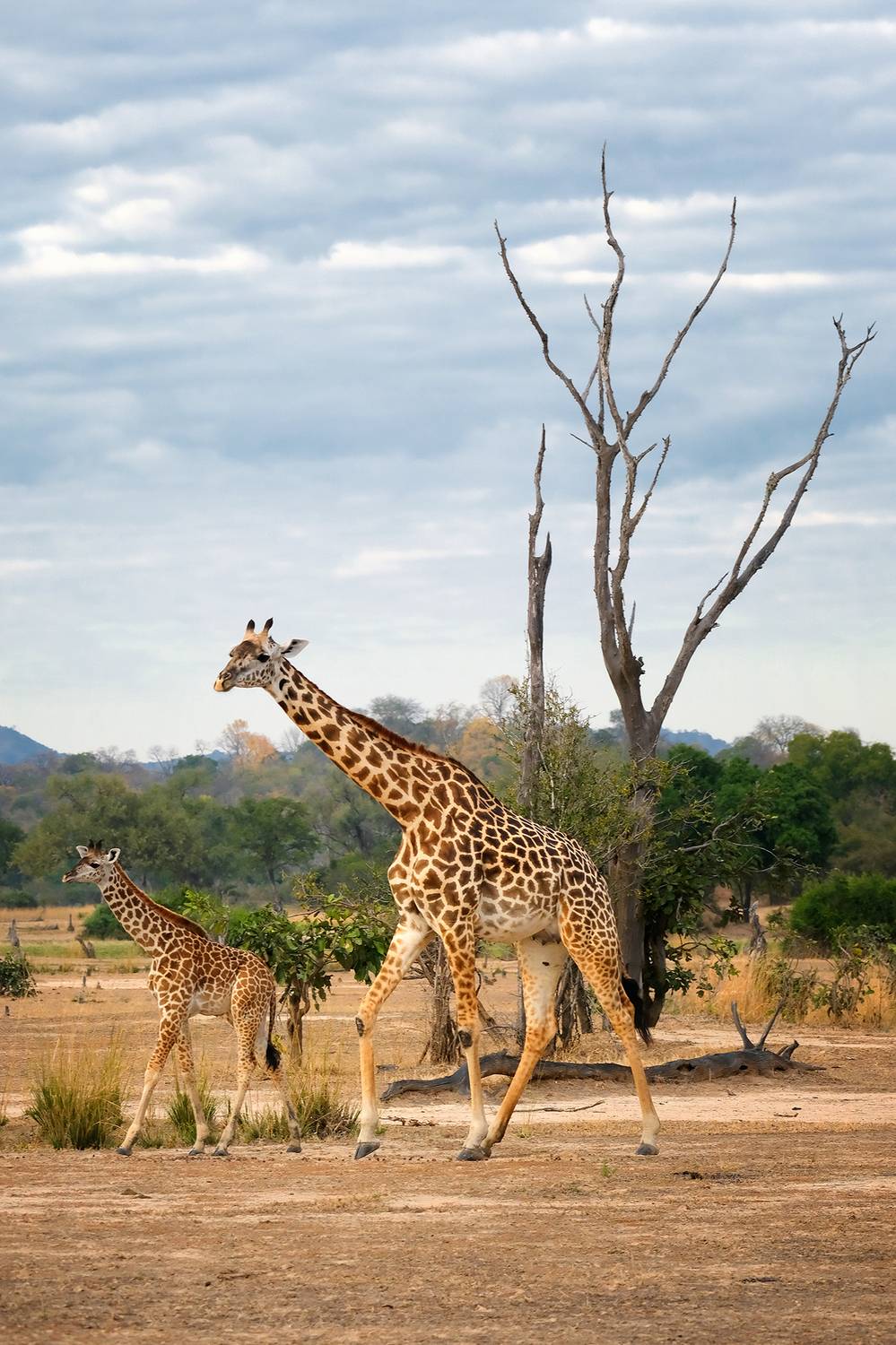 , Худзинская Ирина