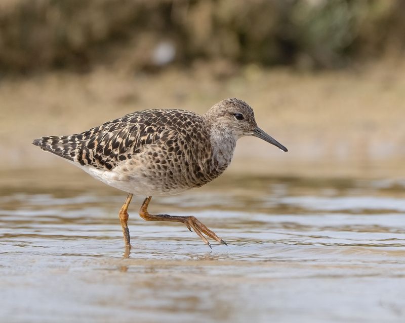 птицы,природа, лето Турухтан фото превью