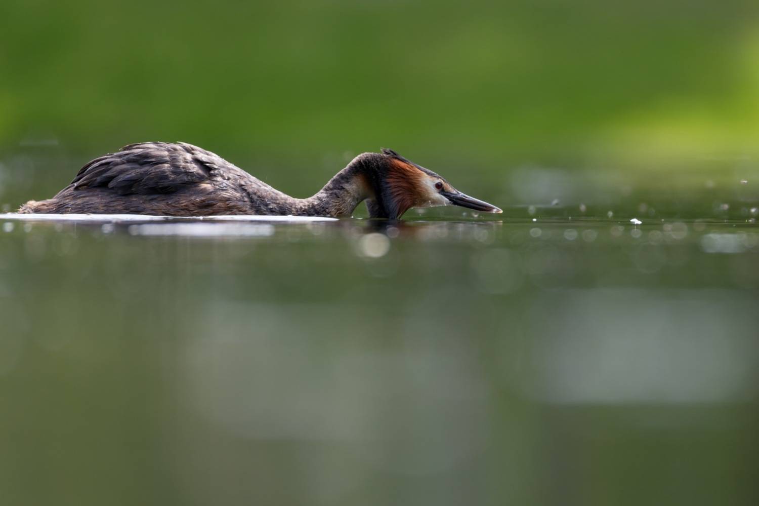 чомга, поганка, большая поганка, птицы, Руслан Pl