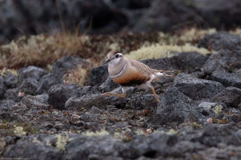 Хрустан Хрустан фото превью