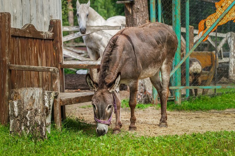 Осёл и Лошадь фото превью