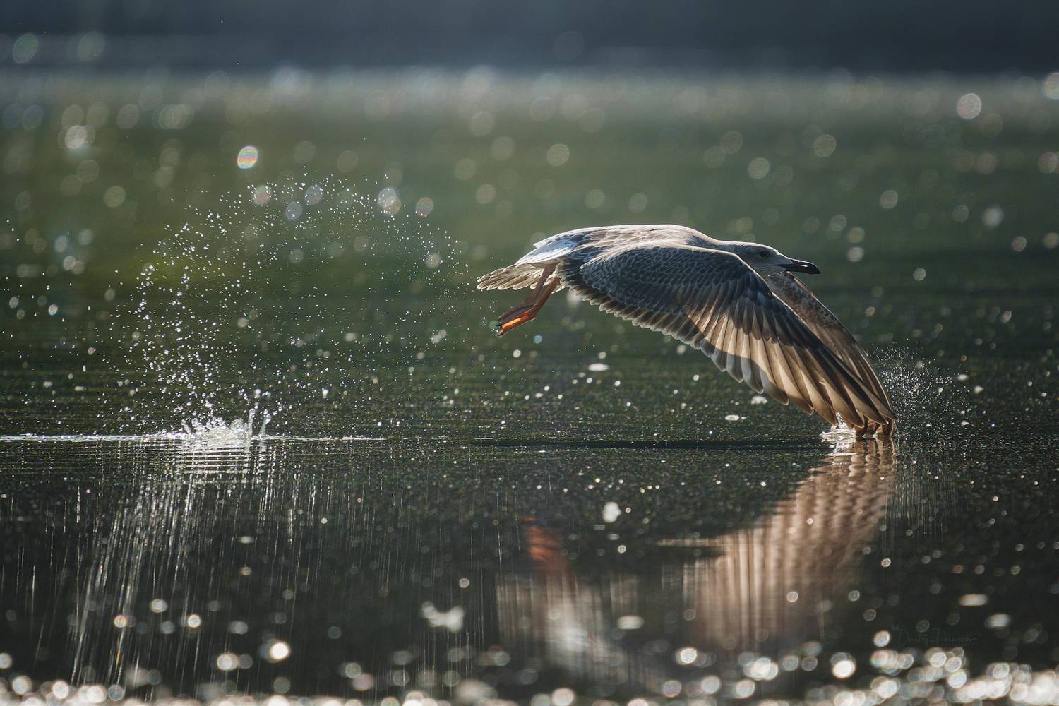 природа, лес, поля, огороды, животные, птицы, макро, Дмитрий Посевич
