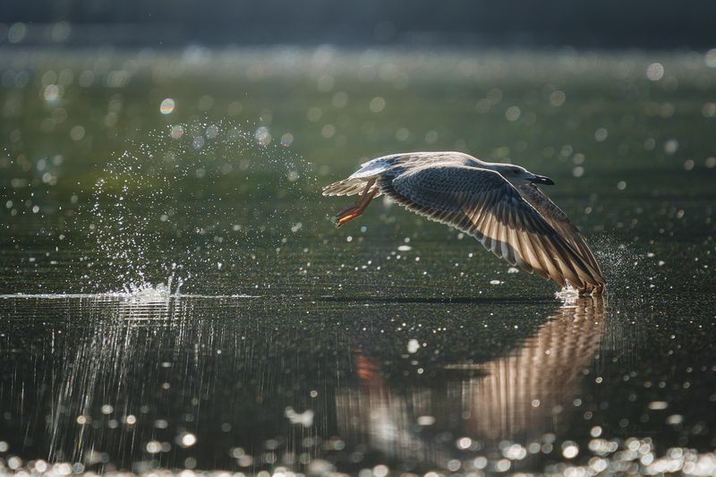 природа, лес, поля, огороды, животные, птицы, макро Есть только миг между прошлым и будущим, и этот миг называется жизнь фото превью