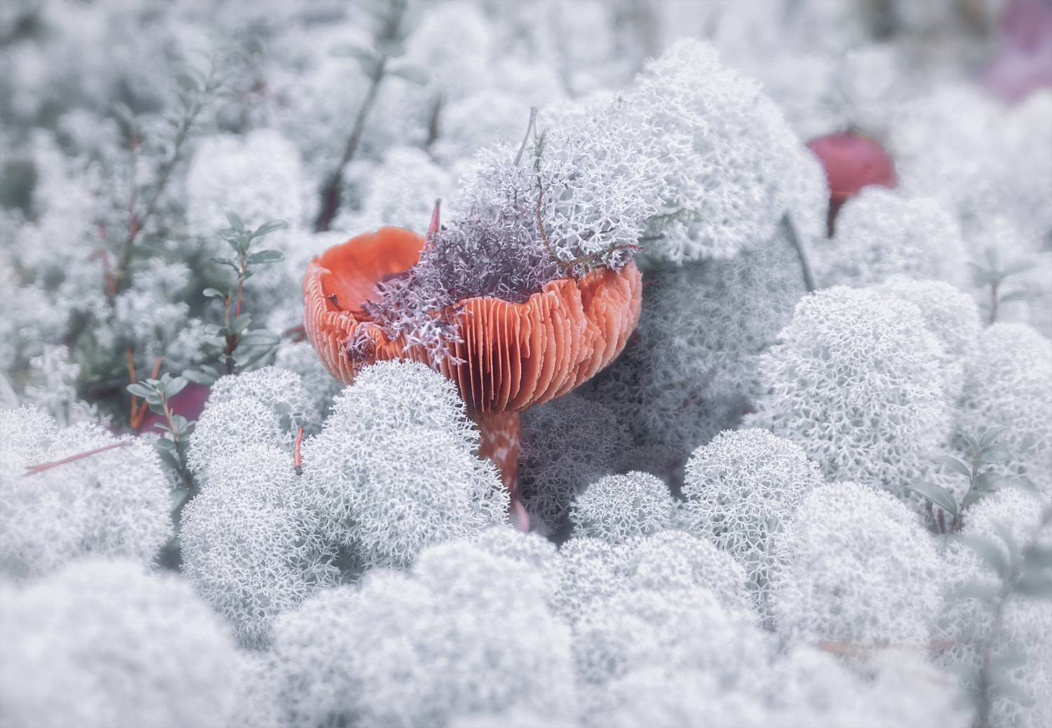 мох, ягель, грибы, поганки, Вера Ра