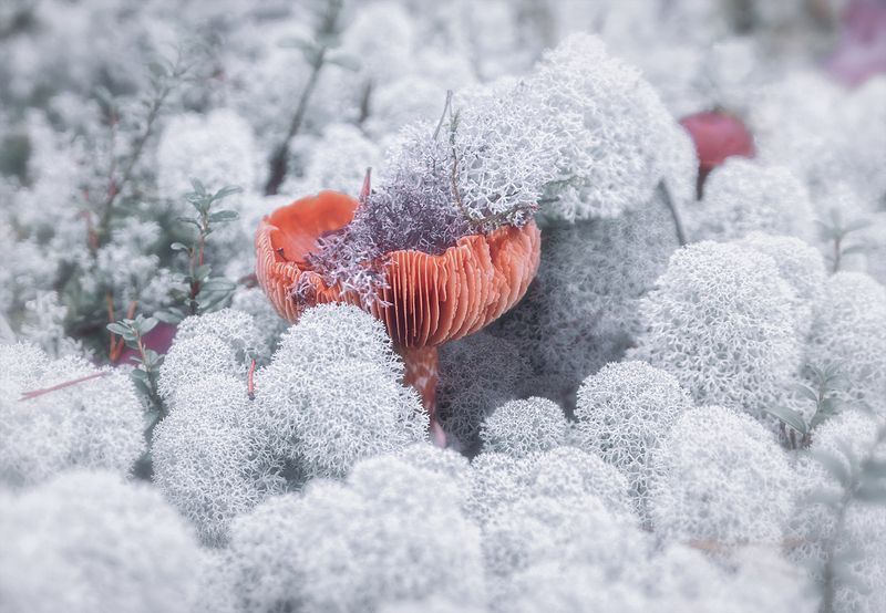 мох, ягель, грибы, поганки На болотных мхах фото превью