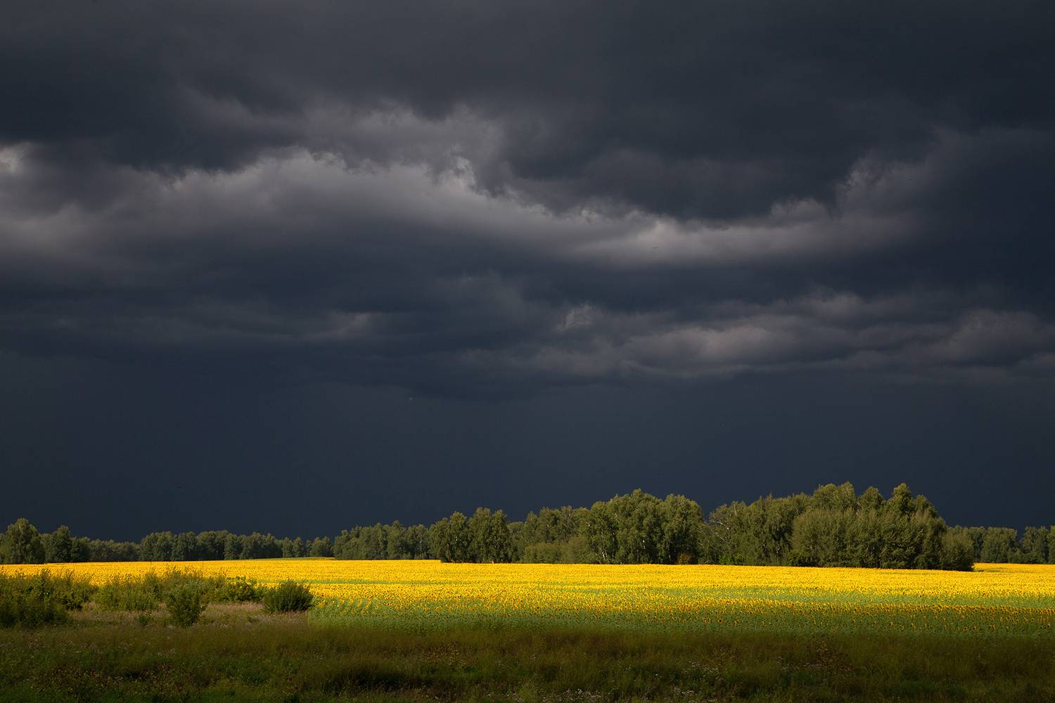 , Евгений Зинов