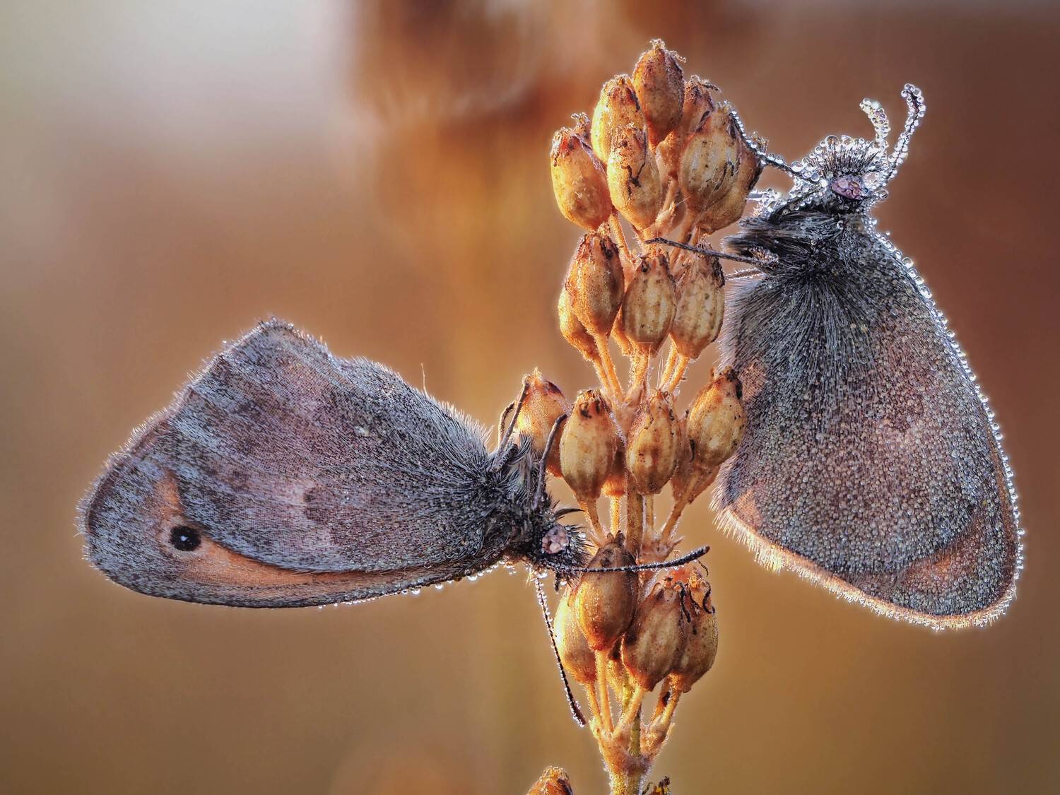 , Лапшина Владлена
