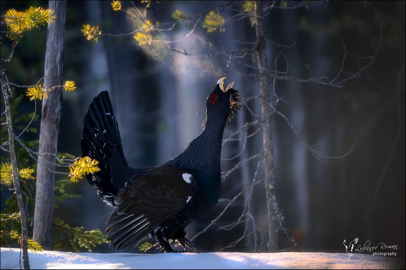 * * * фото превью