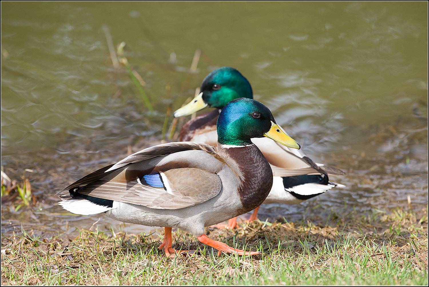 москва, парк, птицы, АНАТОЛИЙ ДОВЫДЕНКО