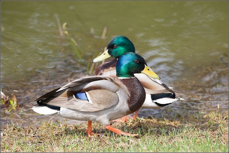 москва, парк, птицы Селезни фото превью