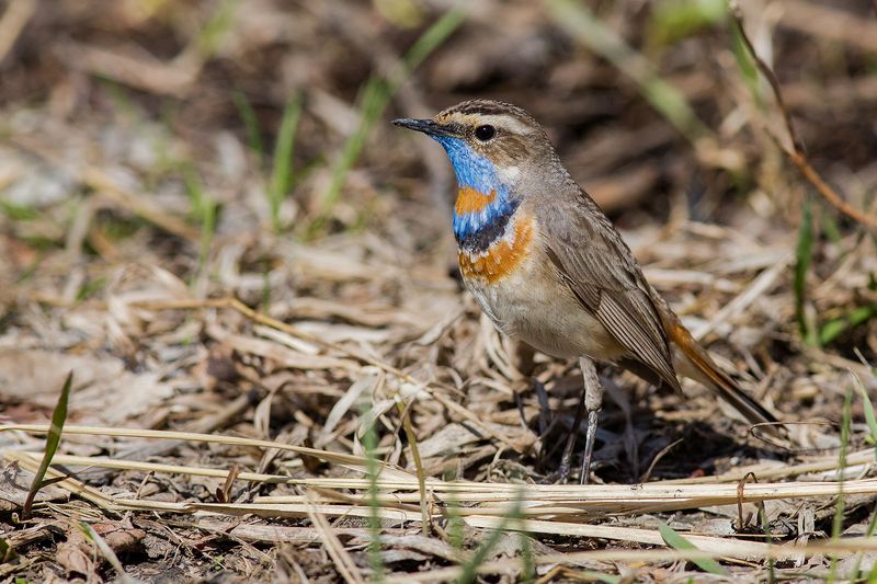 Варакушка фото превью