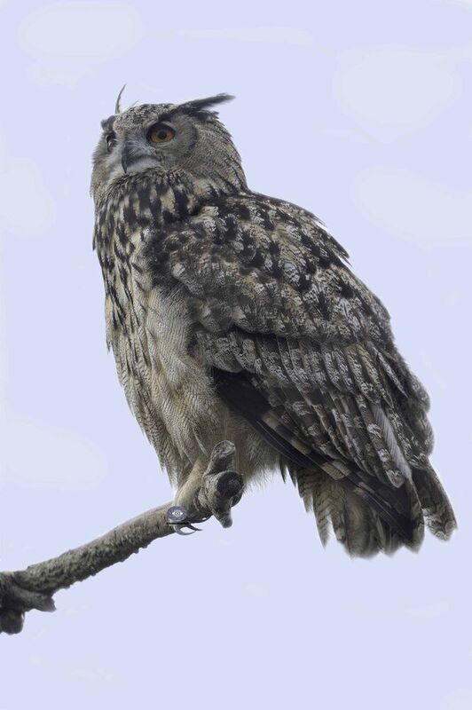 Eurasian Eagle Owl фото превью