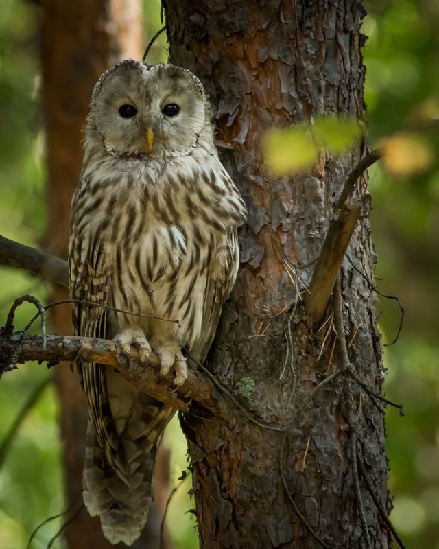 уральская неясыть, длиннохвостая неясыть Длиннохвостая неясыть фото превью