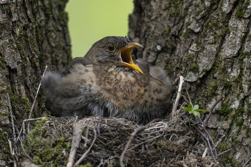 дрозд, черный дрозд, птенцы, гнездо, птицы Черный дрозд на гнезде фото превью