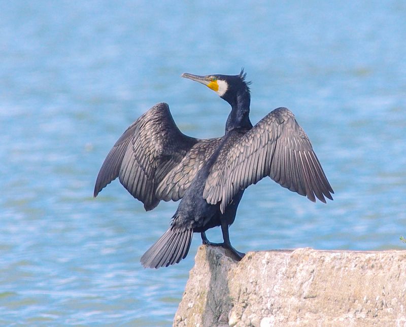 Великолепный и гордый фото превью