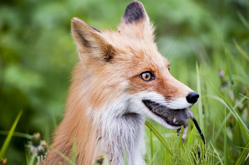 Удачная охота фото превью