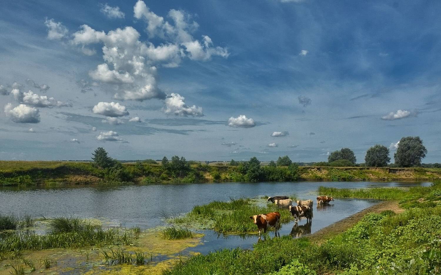 река облака коровы лето , Sergio Borkoni