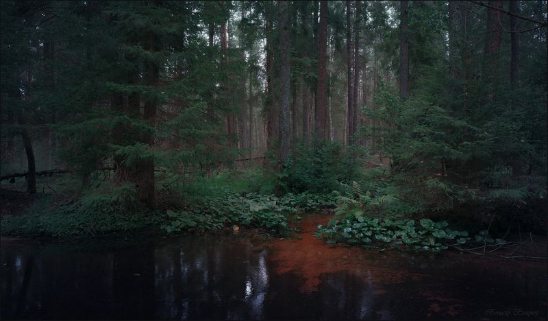 В тенистом летнем лесу фото превью