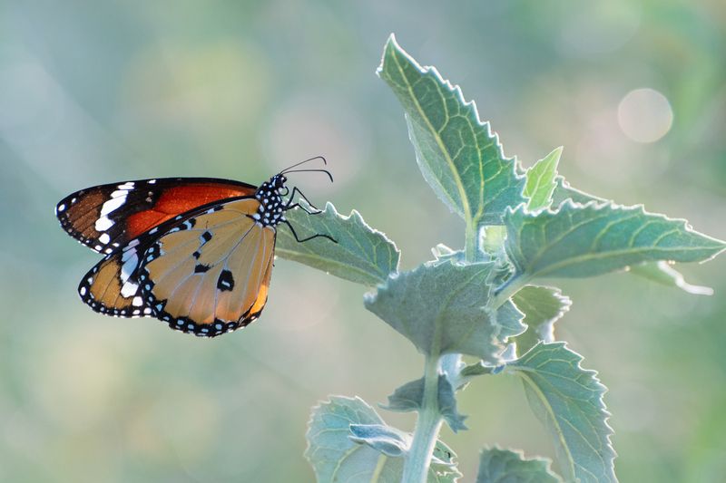 *Раннее утро фото превью