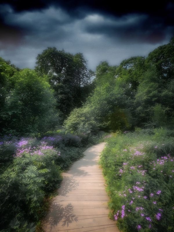 пейзаж, landscape, nature, природа, лето, summer, цветы, flowers *** фото превью