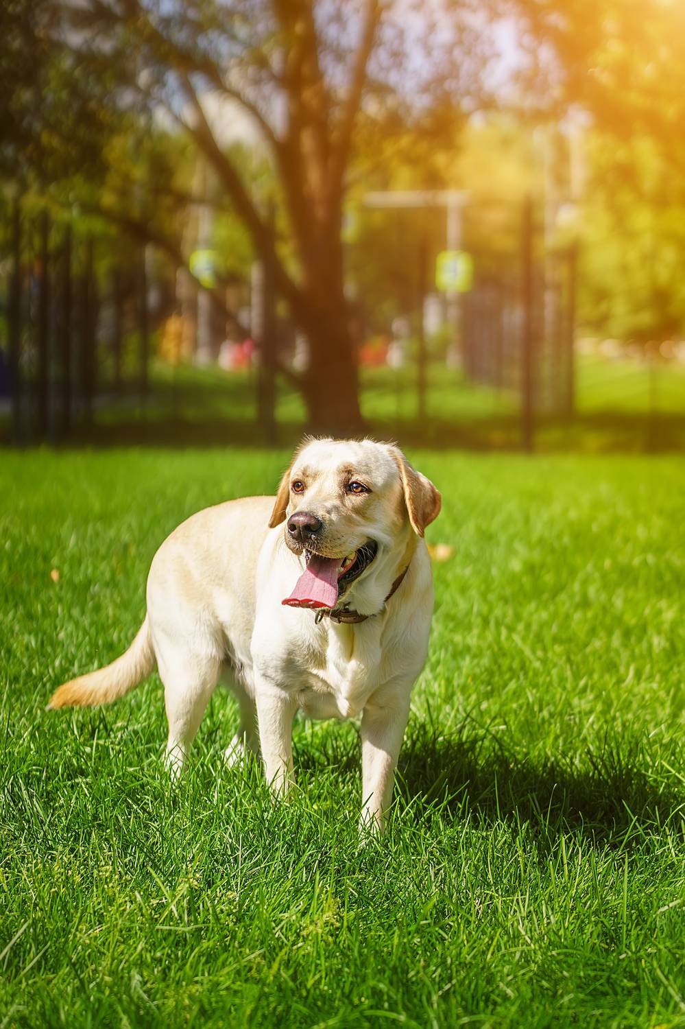 , Корнеев Алексей