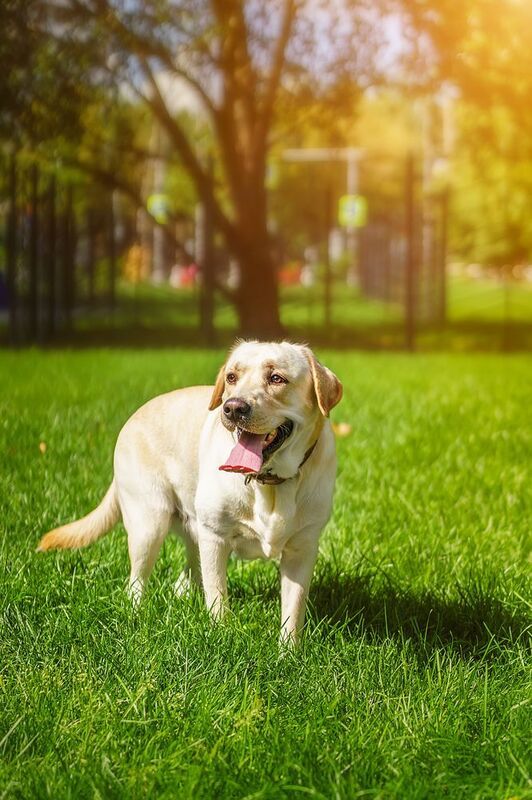 Алькор фото превью