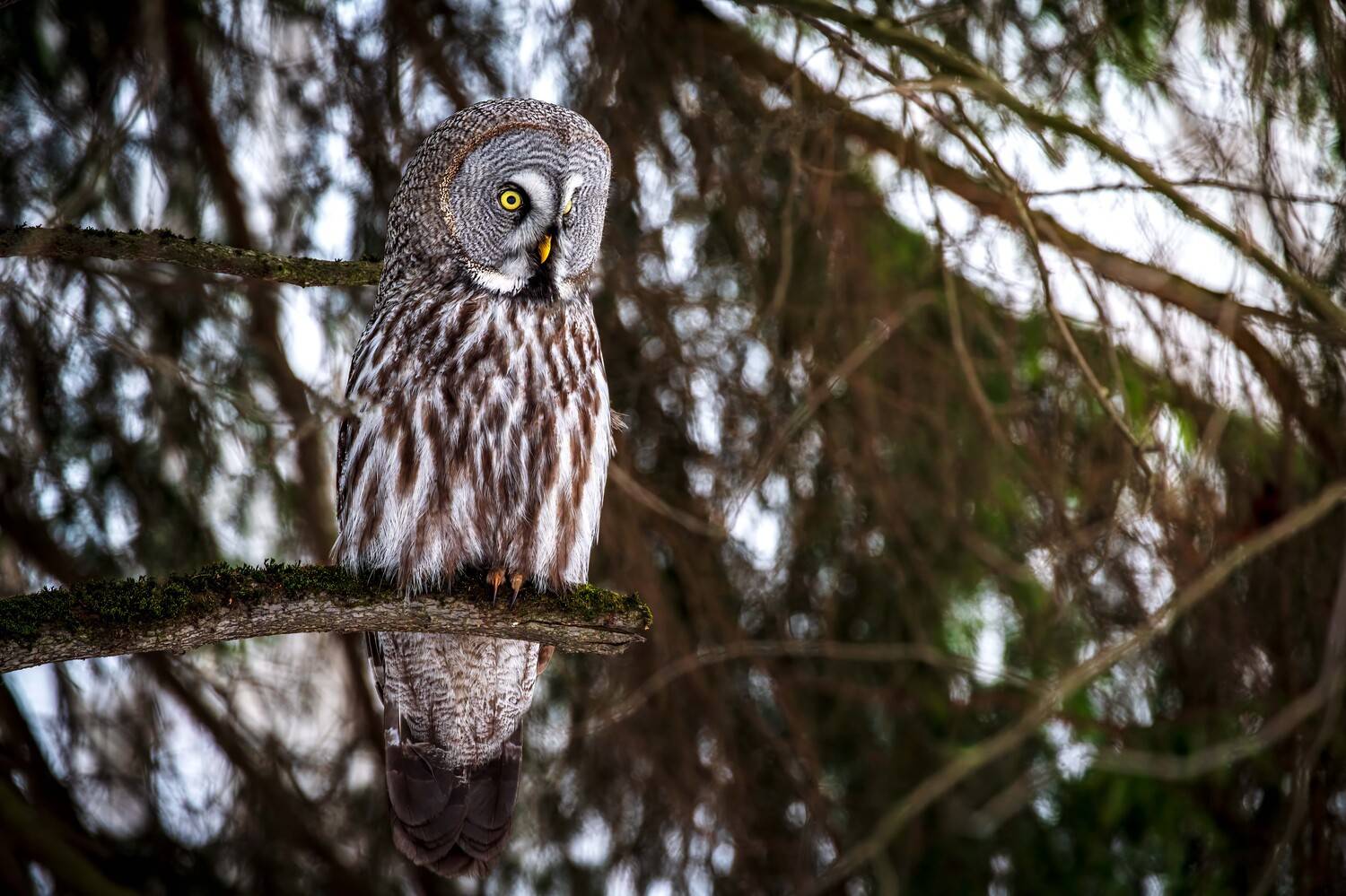 , Павел Ныриков