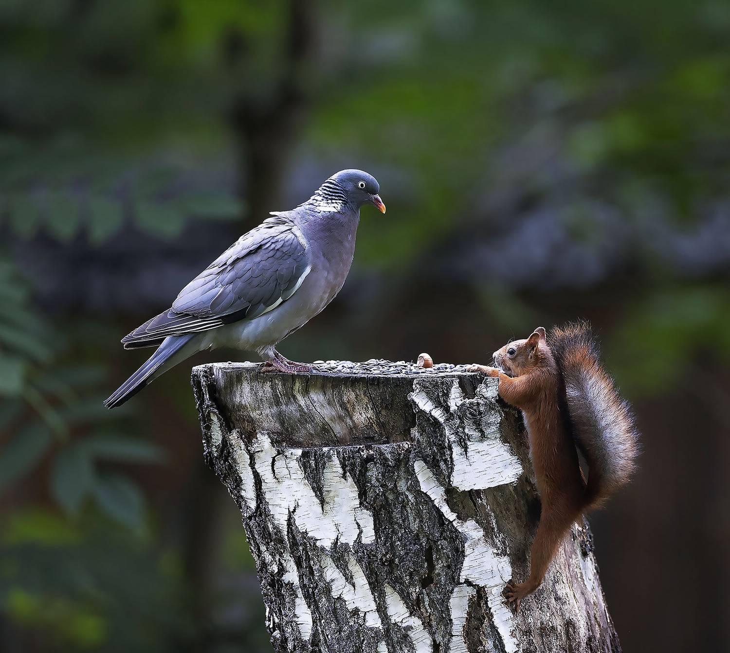 вяхирь,белка,фотомодели,орех,лес,природа, squirrel,bird, beautiful, forest, nature, Стукалова Юлия
