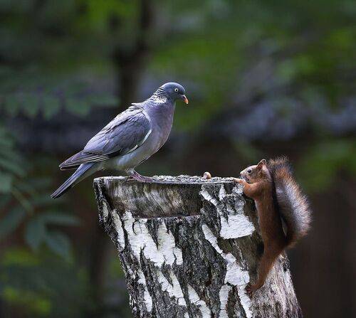 Вяхирь на страже