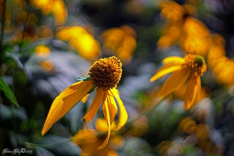 Медовый август... фото превью