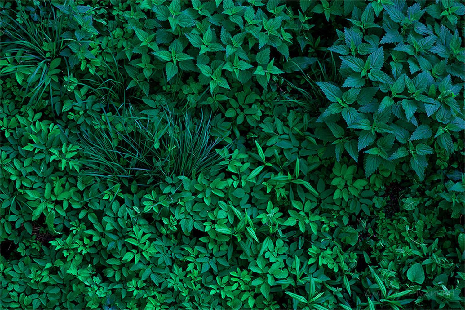 , Чудинин Дмитрий