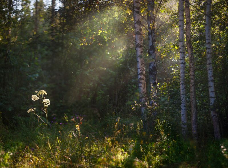 лес, лето , утро  фото превью