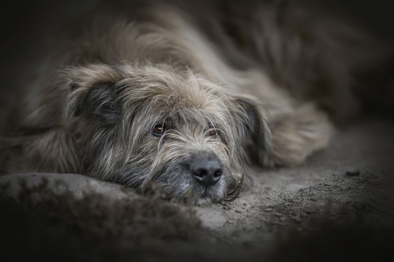 Печаль фото превью