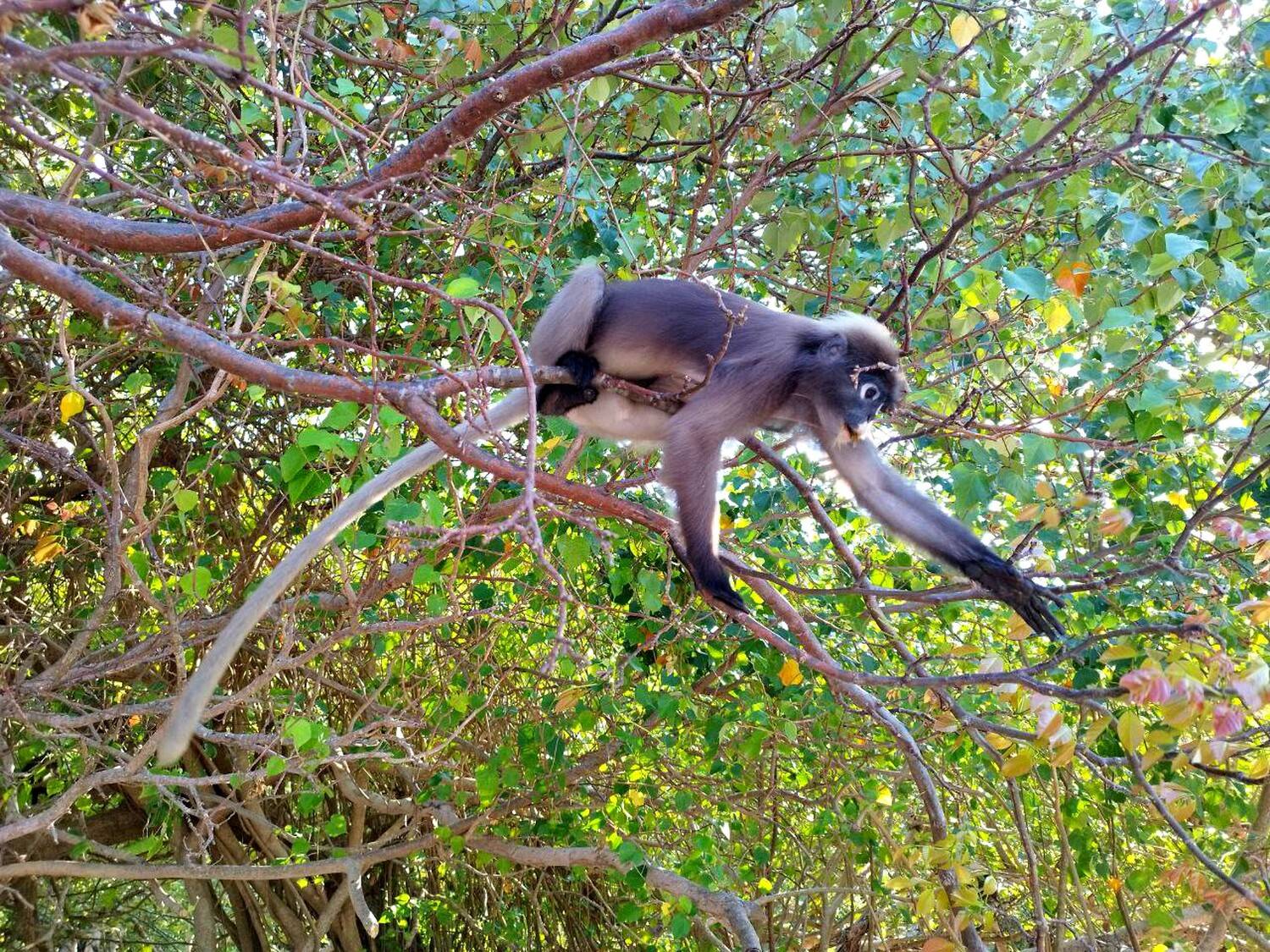 the good monkey, krabi, raily, Karina Yakovleva