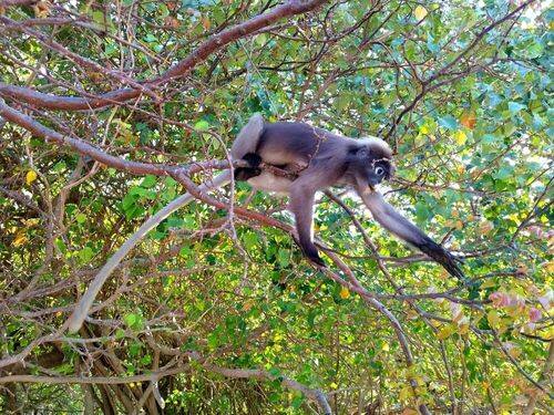 Breakfast on the tree