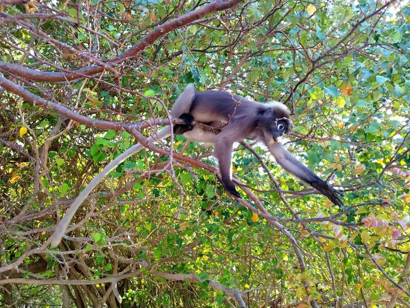 the good monkey, krabi, raily Breakfast on the tree фото превью