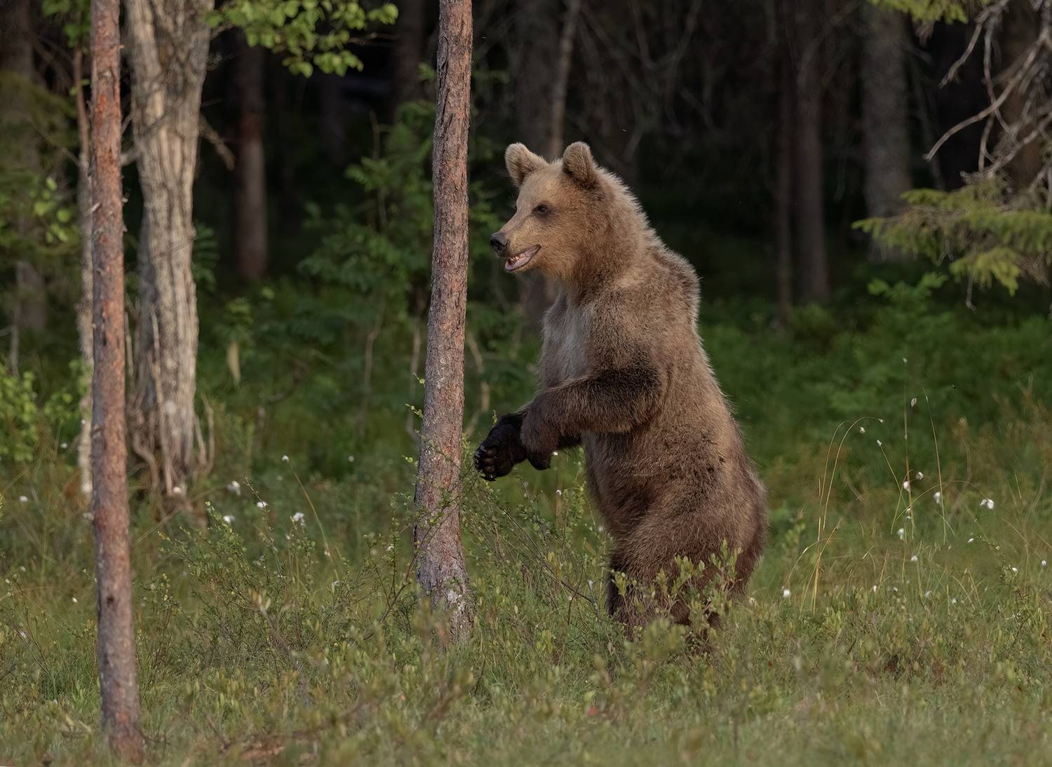 brown bear, bear, nature, wildlife, woods, canon, MARIA KULA
