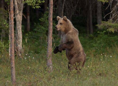 Brown Bear
