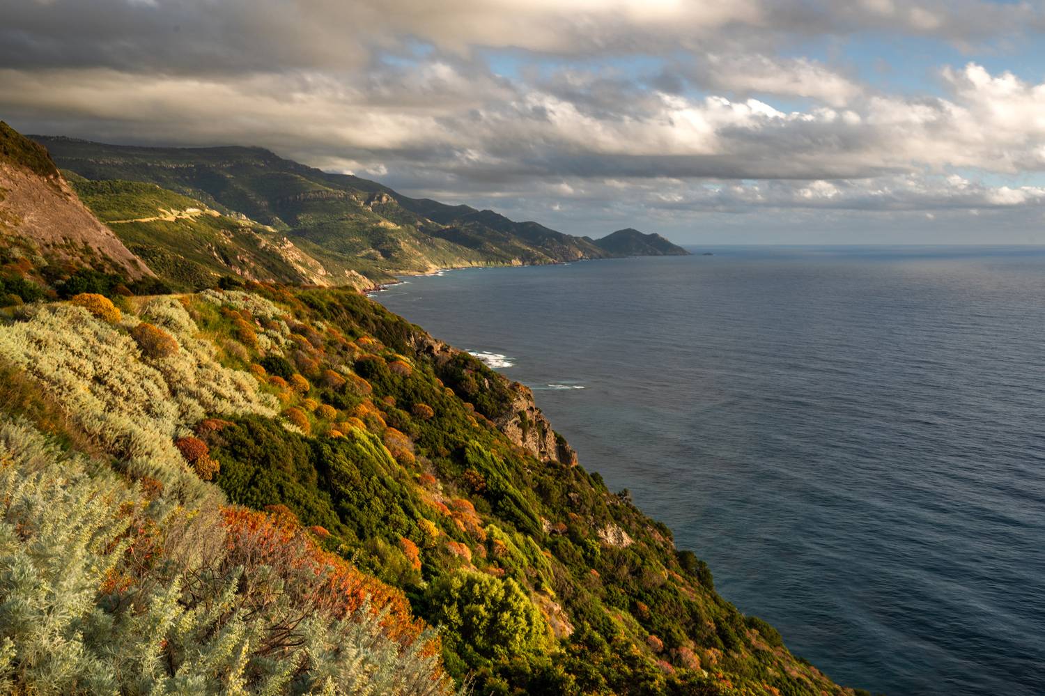 , Евгения Чех