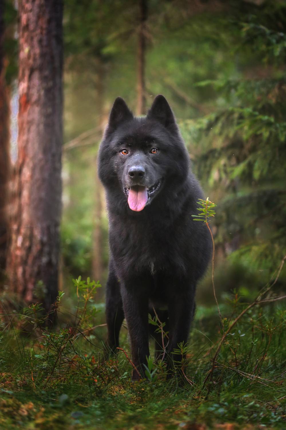 , Андрей Ершов