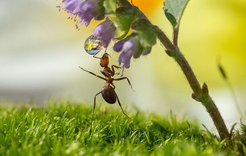 Ого! Какая капля! фото превью